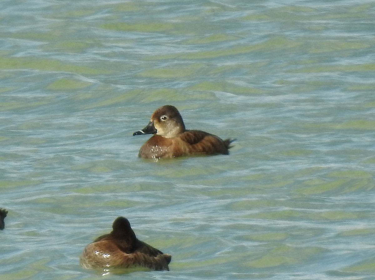 Ring-necked Duck - Glenn Pearson