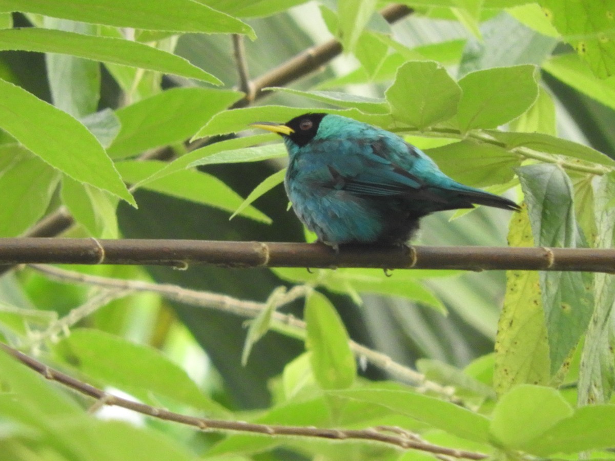 Green Honeycreeper - ML151397651