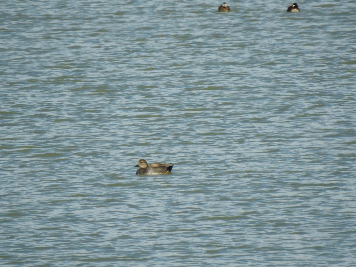 Gadwall - ML151397831