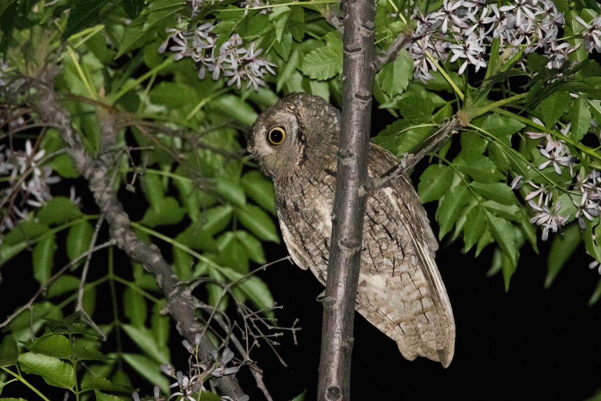 Eurasian Scops-Owl - ML151397841