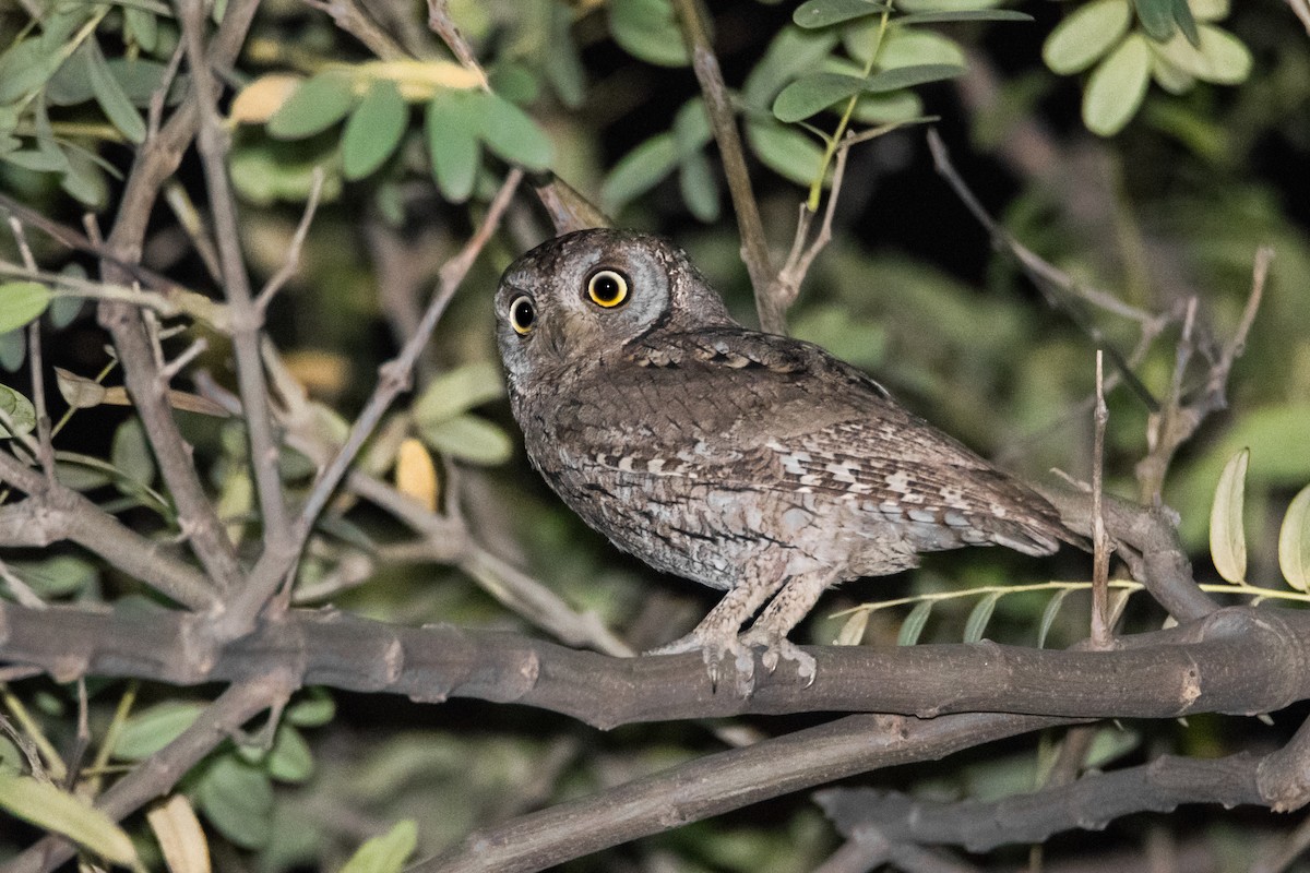 Eurasian Scops-Owl - ML151397861