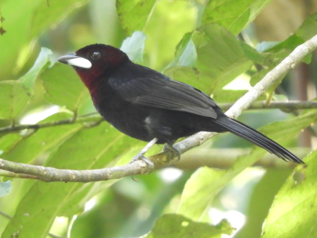 Silver-beaked Tanager - ML151397961