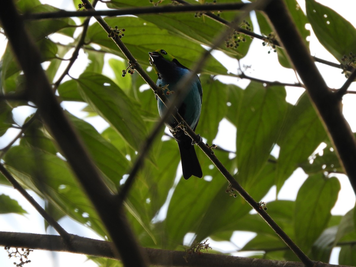 Paradise Tanager - ML151398331