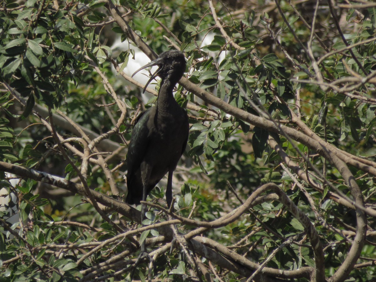 ibis hnědý - ML151398761