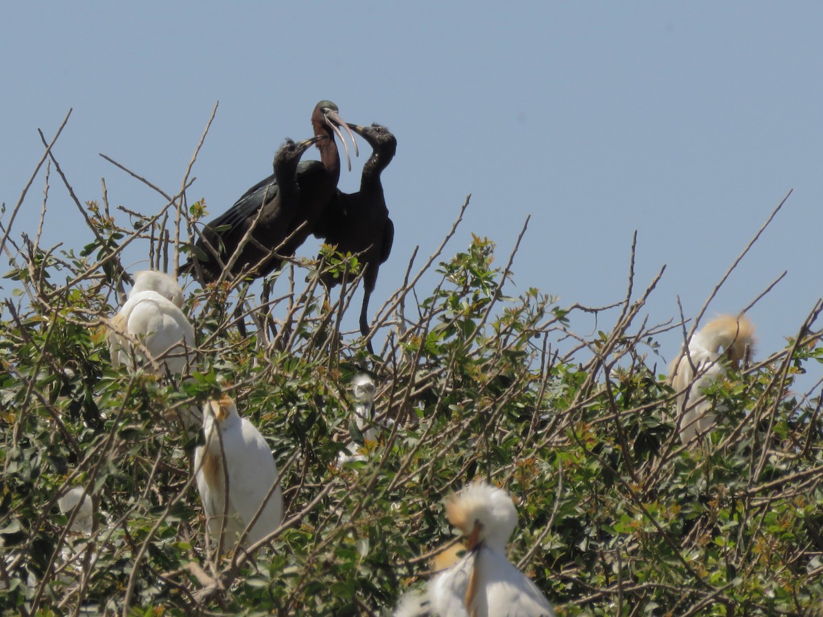 ibis hnědý - ML151398981