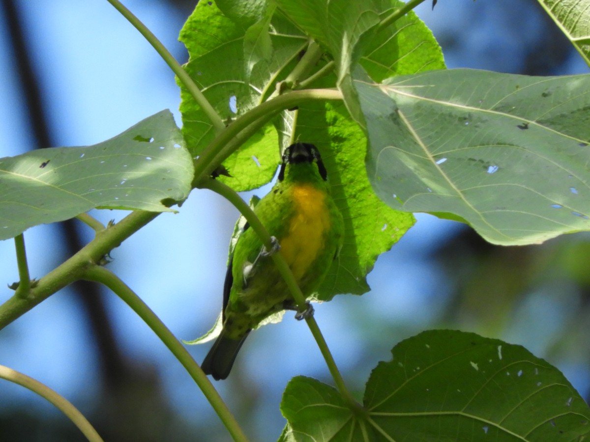 Green-and-gold Tanager - ML151399101