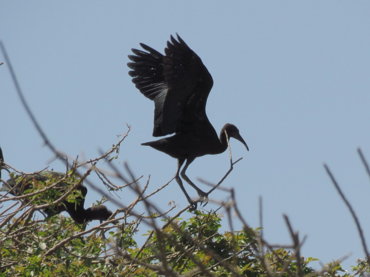 ibis hnědý - ML151399121