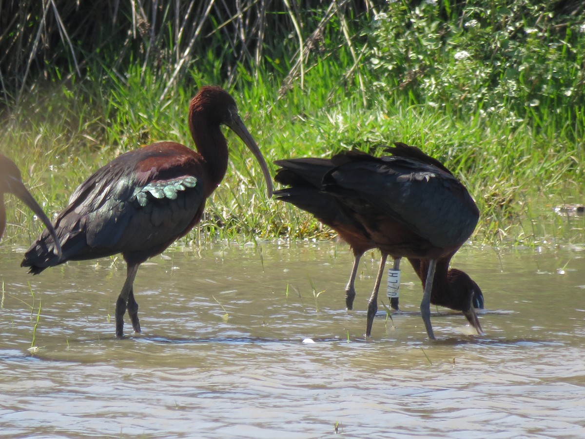 ibis hnědý - ML151399191