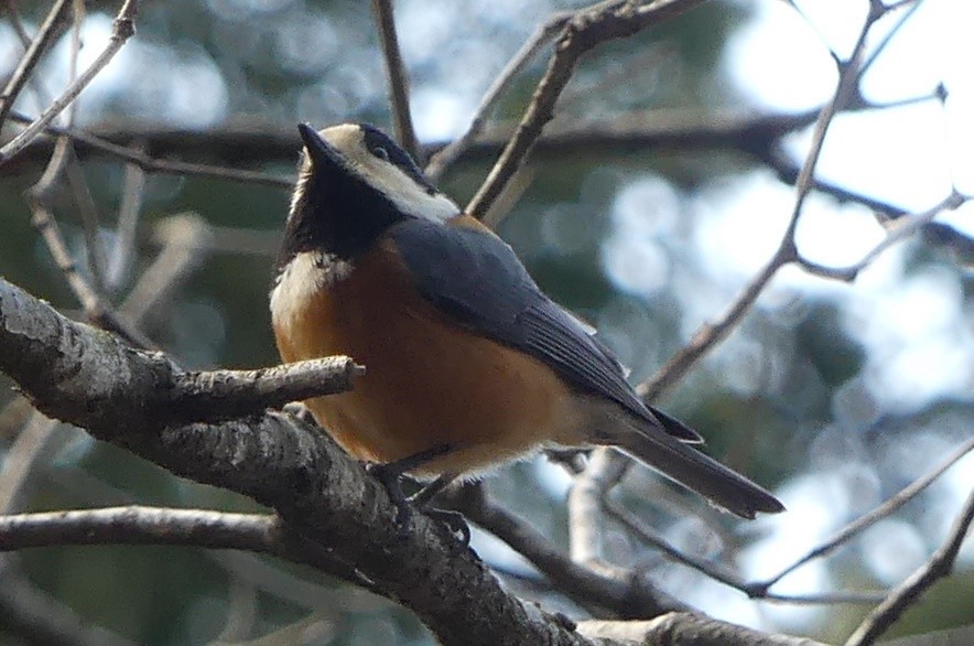 Varied Tit - ML151399401