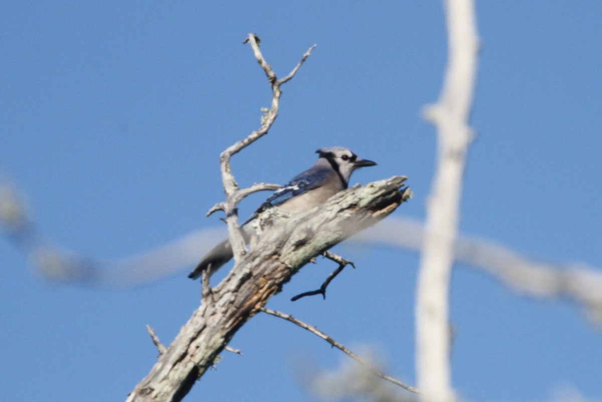 Blue Jay - ML151399631