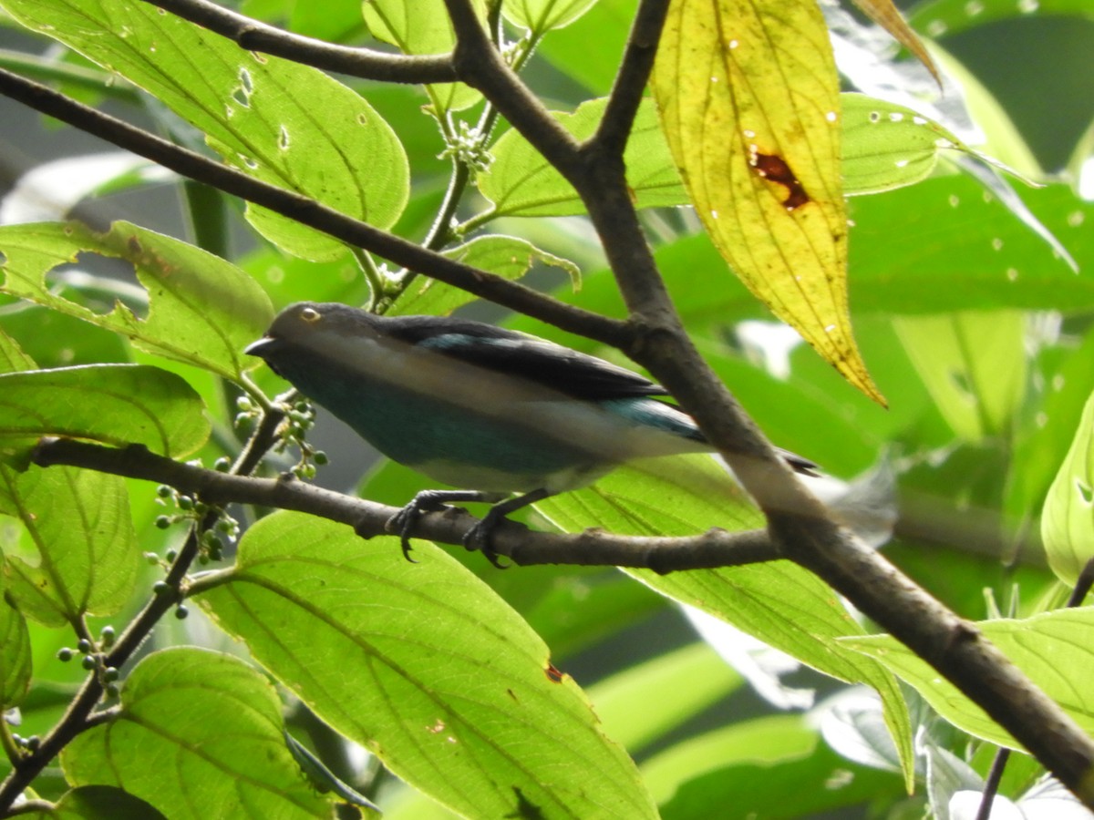 Black-faced Dacnis - ML151399741