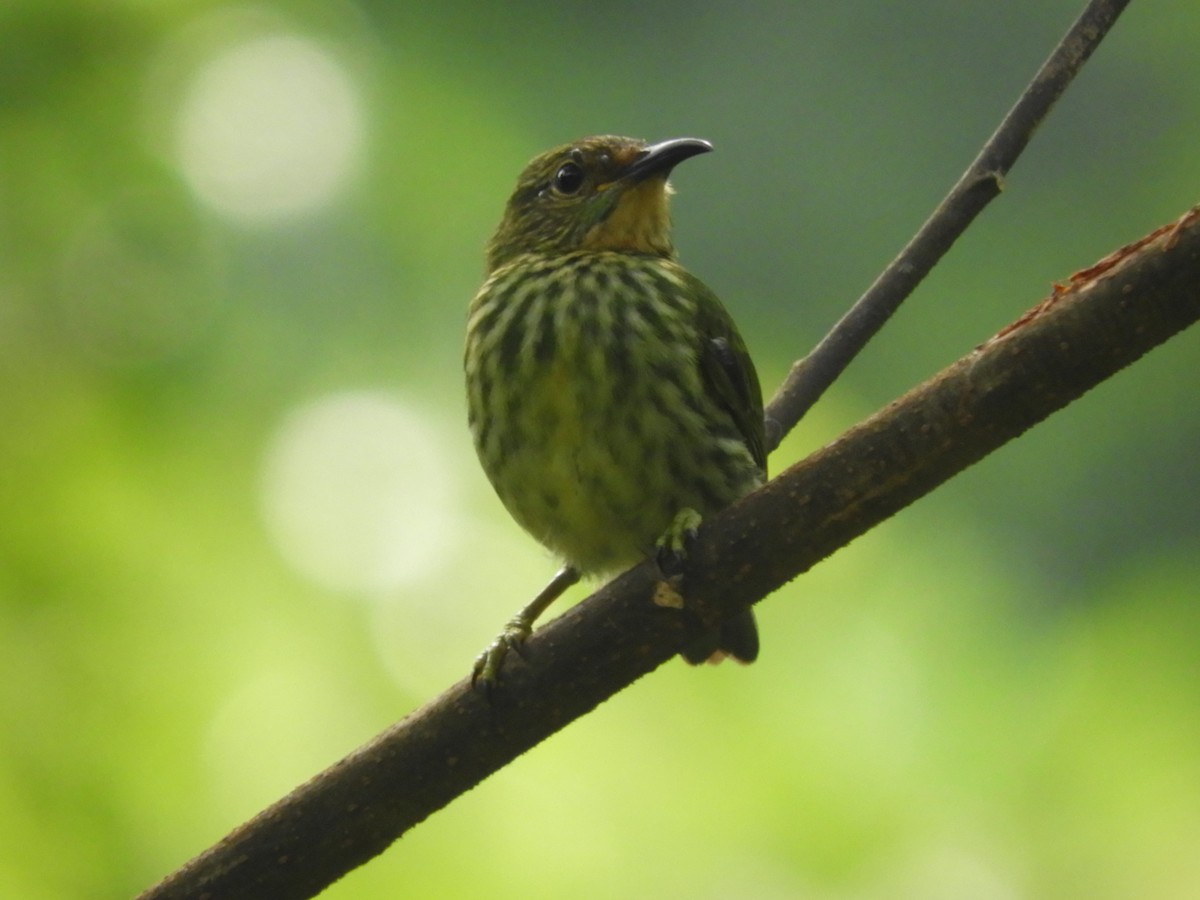 Purple Honeycreeper - ML151400451