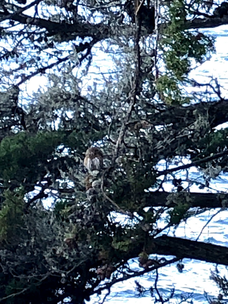 Northern Pygmy-Owl - ML151402831