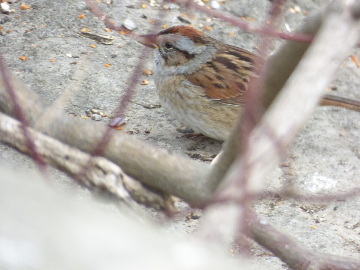 Swamp Sparrow - Luke Kwong