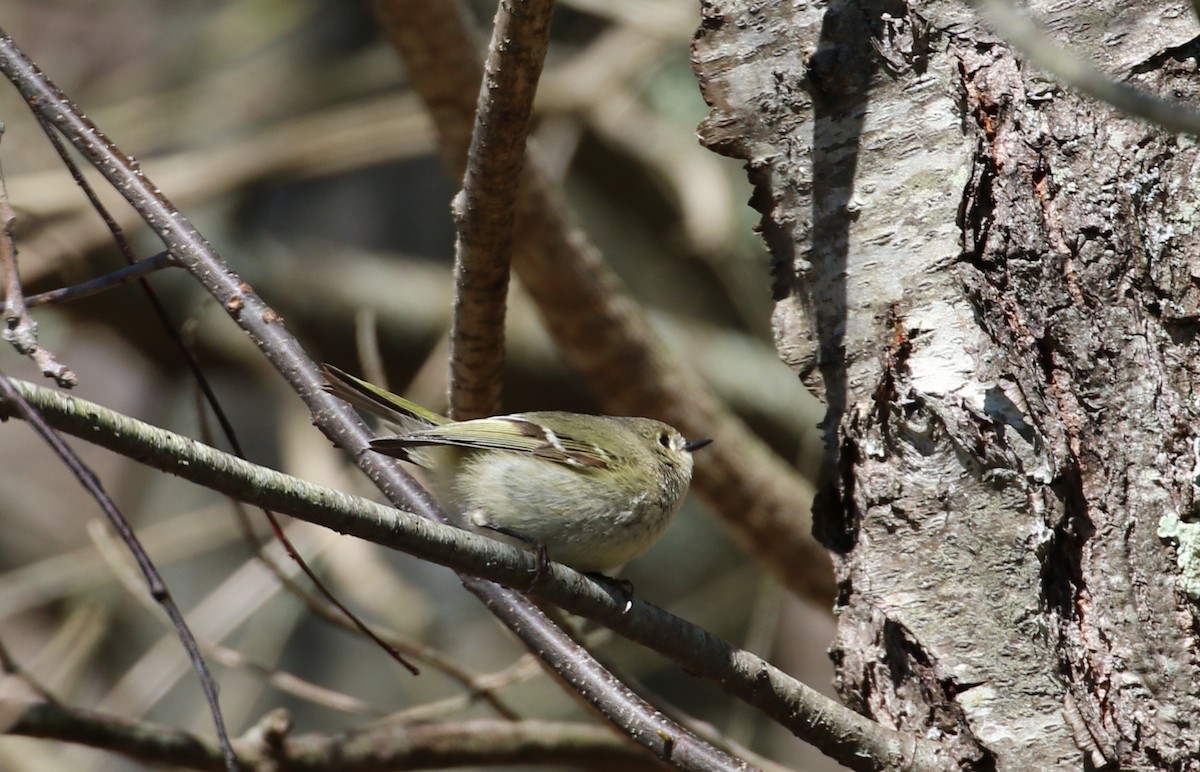 Ruby-crowned Kinglet - ML151406201