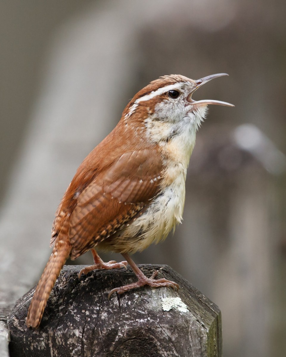 Carolina Wren - ML151407501