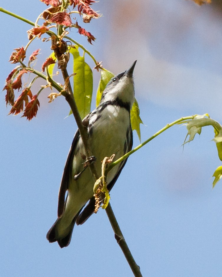 Blauwaldsänger - ML151407521