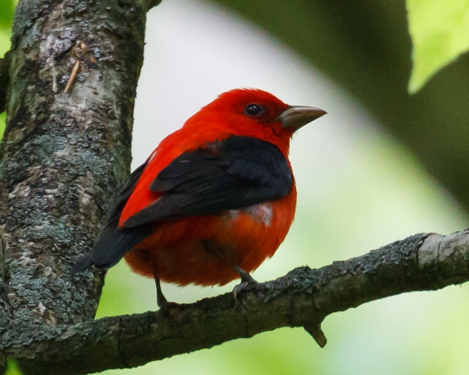Scarlet Tanager - ML151407531