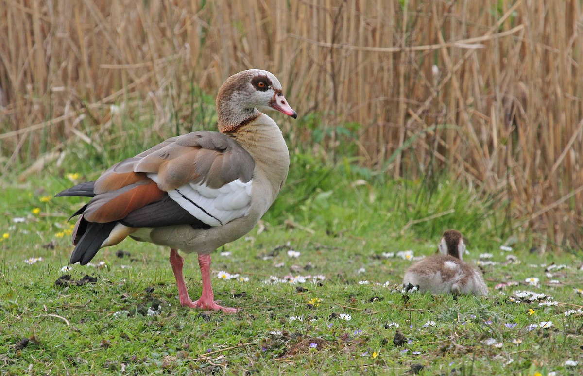 Egyptian Goose - ML151407721