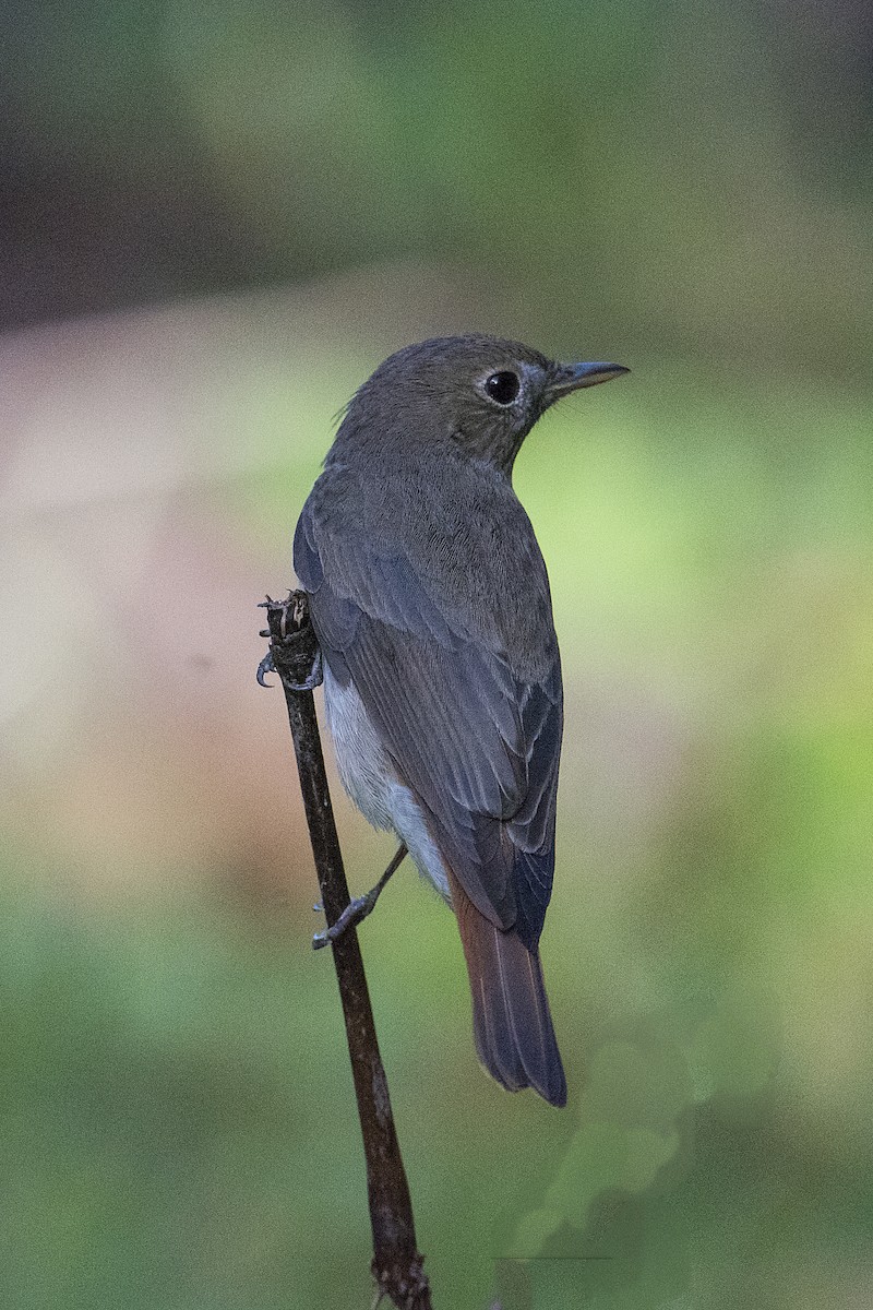 Rusty-tailed Flycatcher - ML151408081