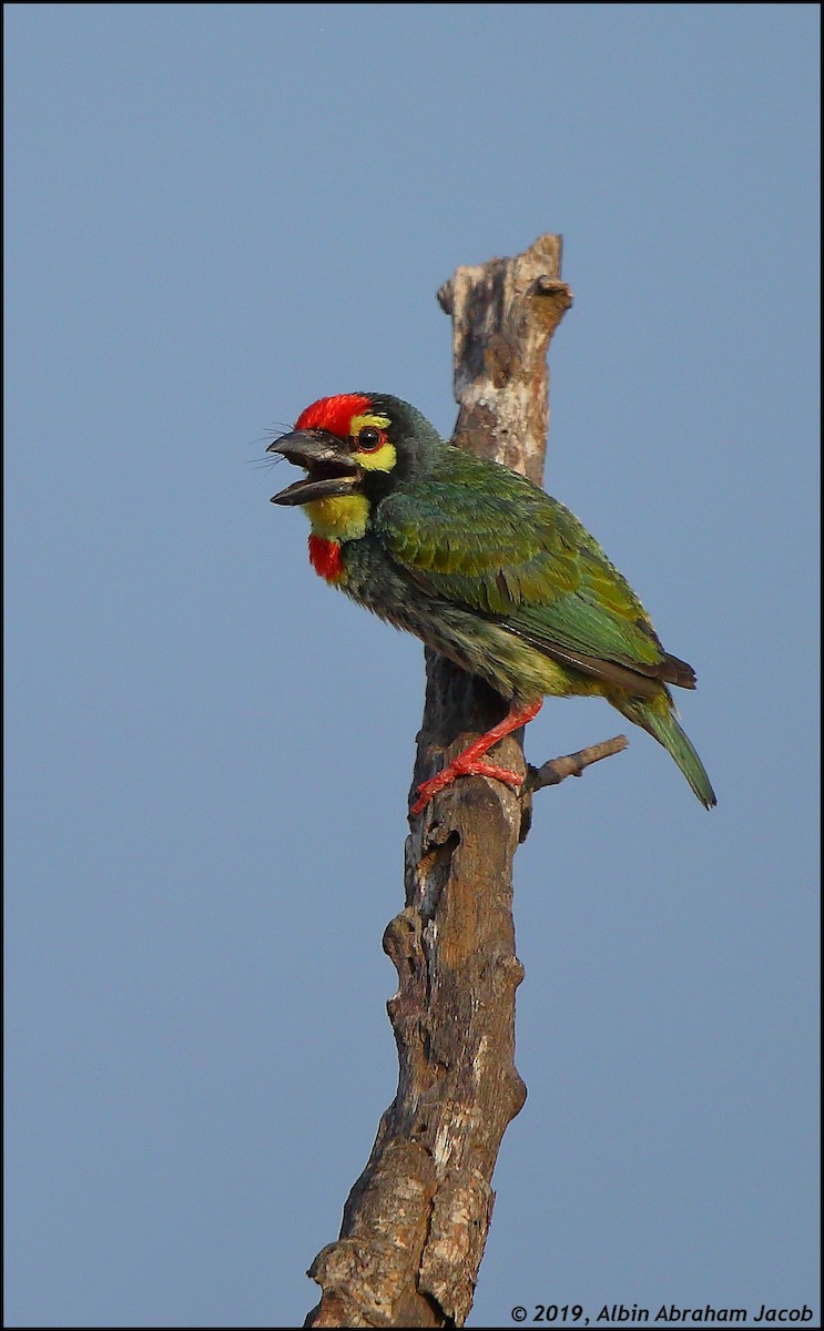 Coppersmith Barbet - ML151410961