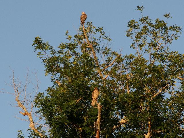 Red-shouldered Hawk - ML151412301
