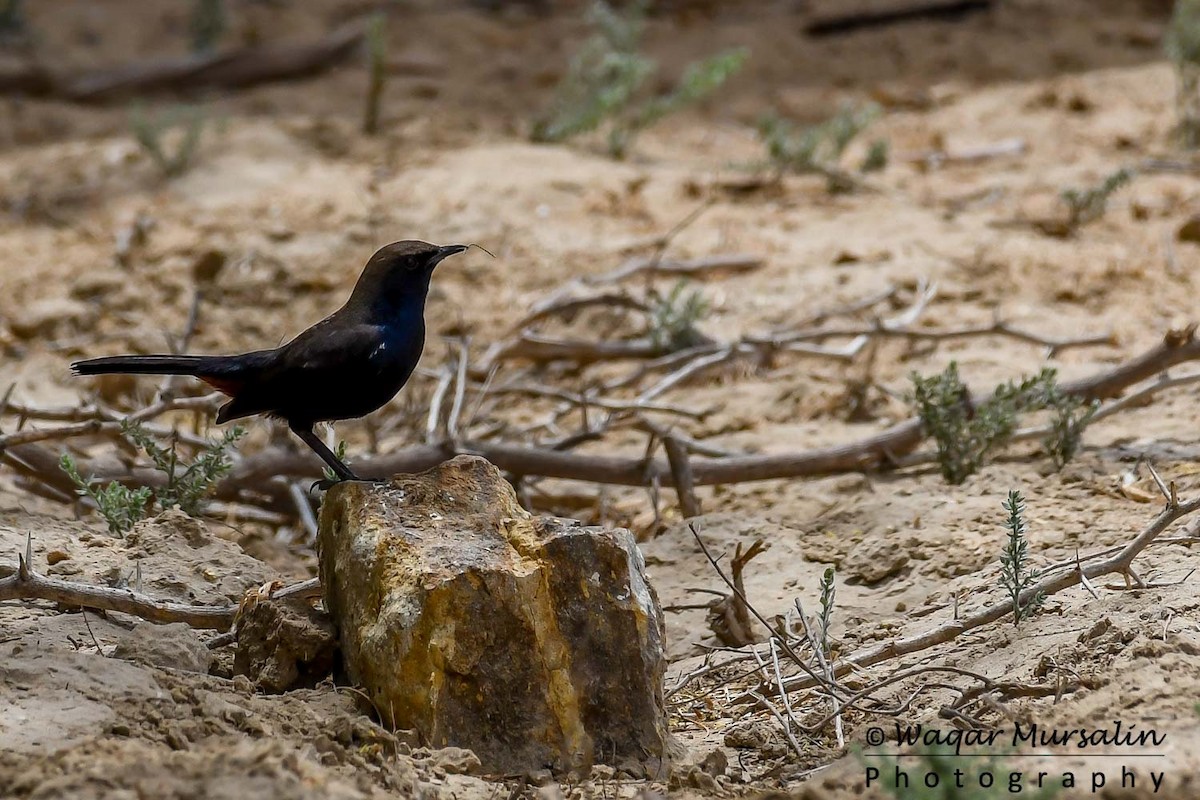 Indian Robin - ML151412471