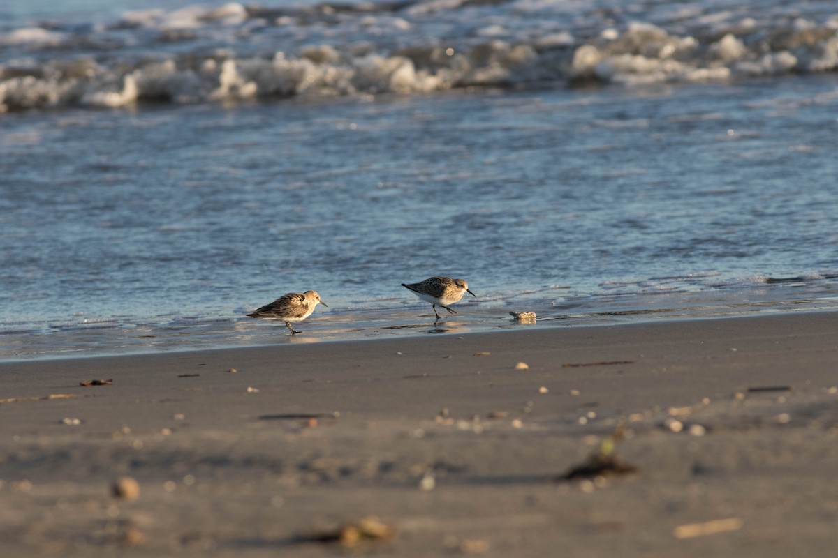 Baird's Sandpiper - ML151413861