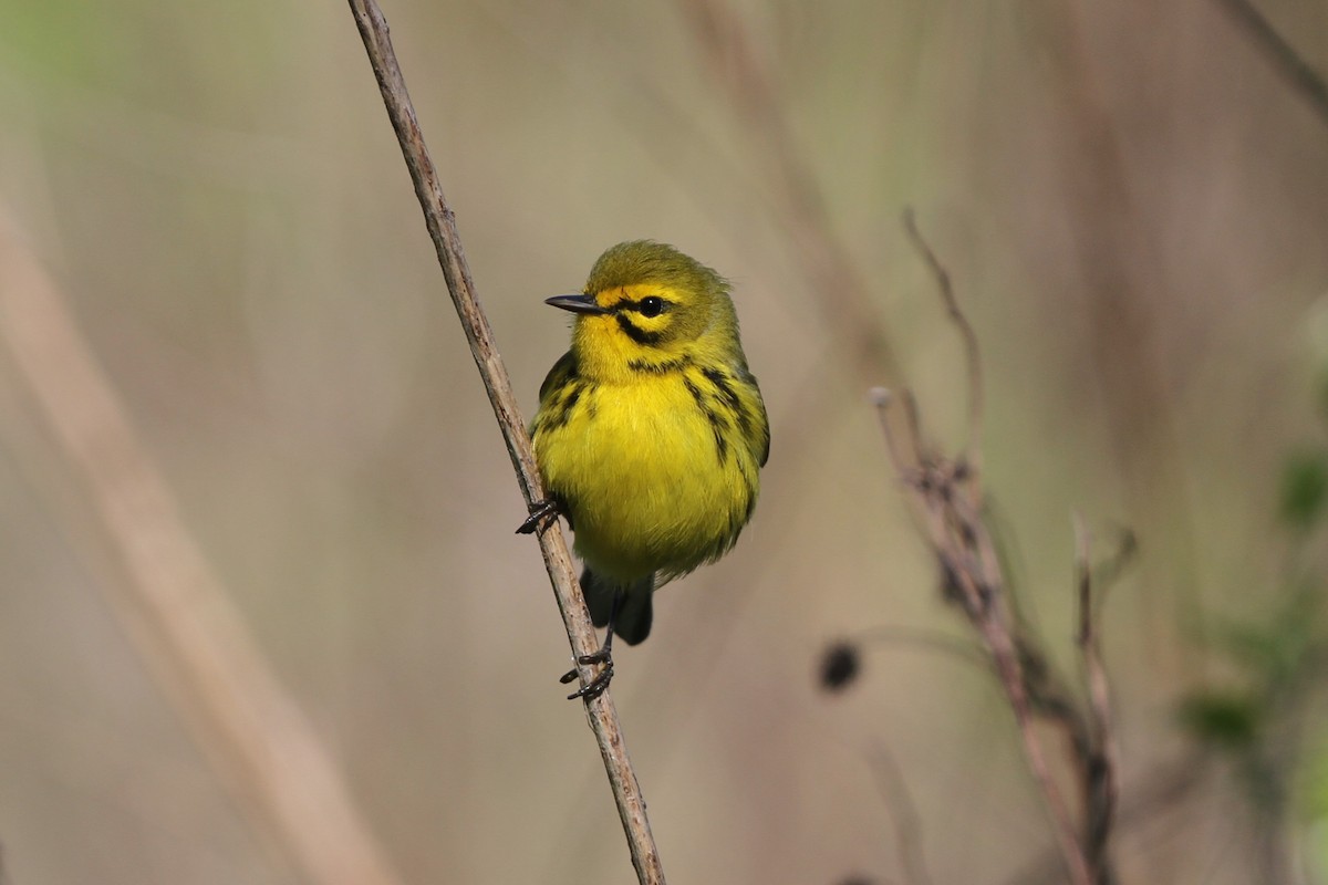 Prairie Warbler - ML151414361