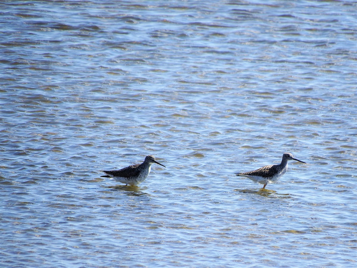 Greater Yellowlegs - ML151417171