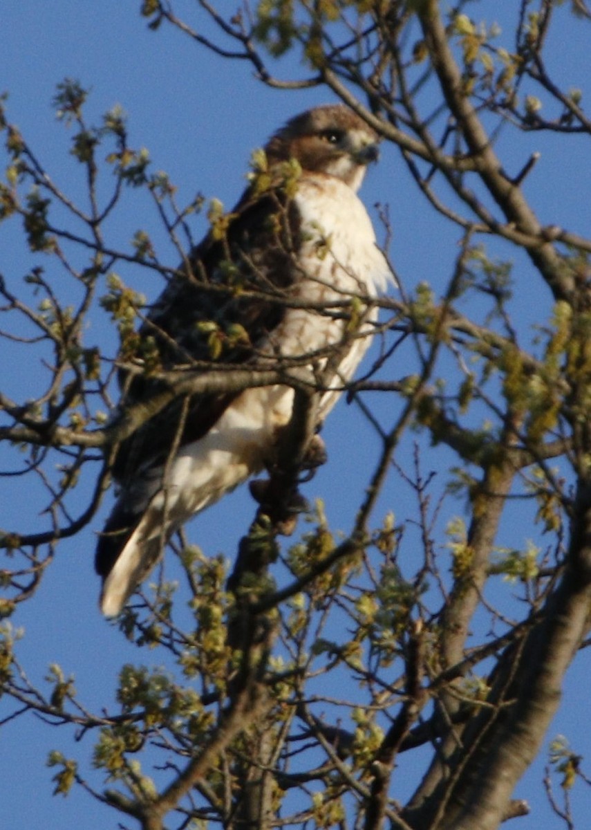 Red-tailed Hawk - ML151417471