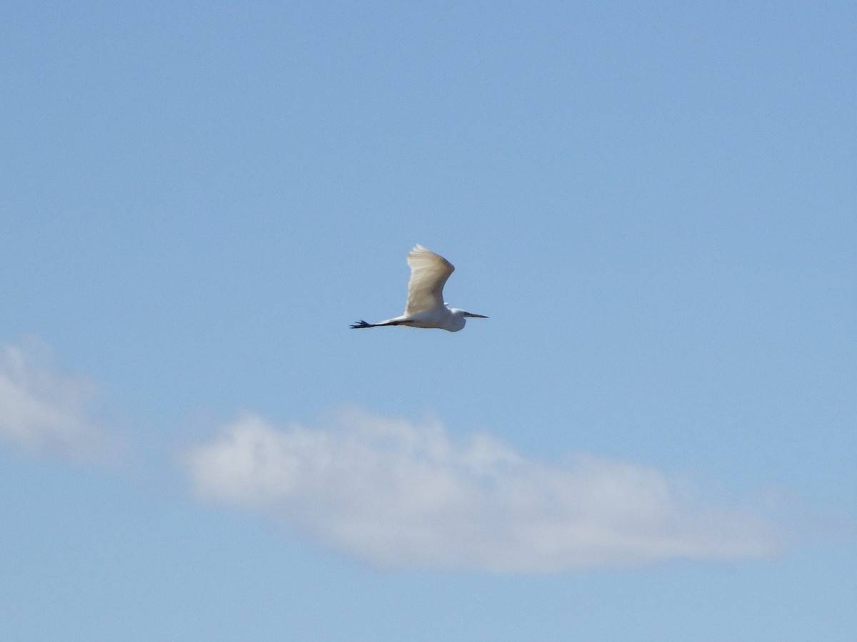 Great Egret - Robert O'Donnell