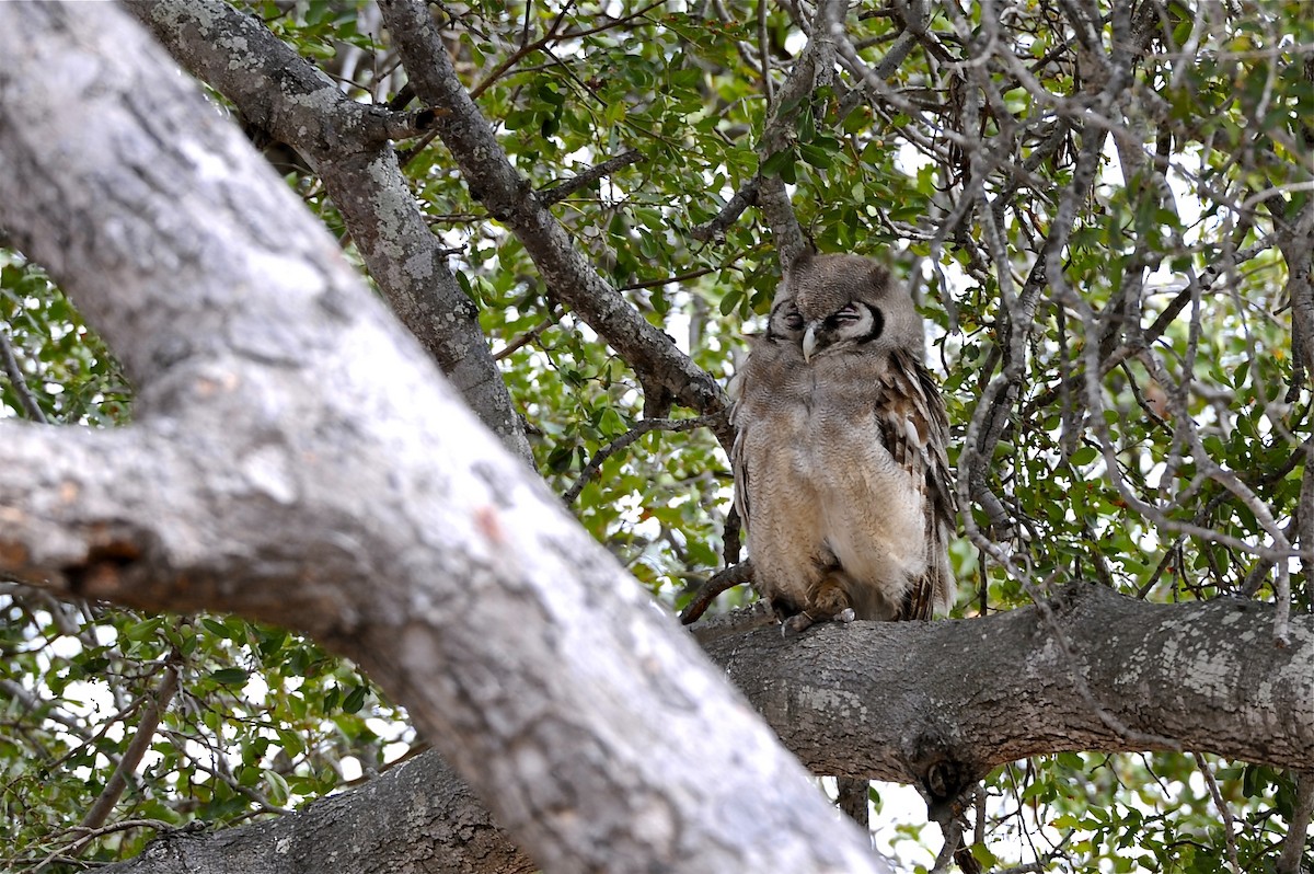 Verreaux's Eagle-Owl - Gerald Friesen