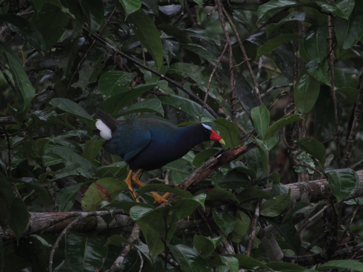 Purple Gallinule - ML151418281