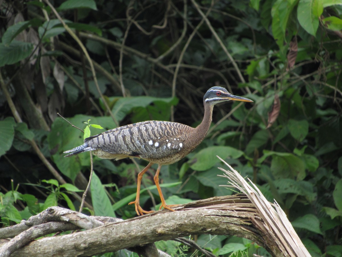 Sunbittern - Eyiver Oyola Oviedo