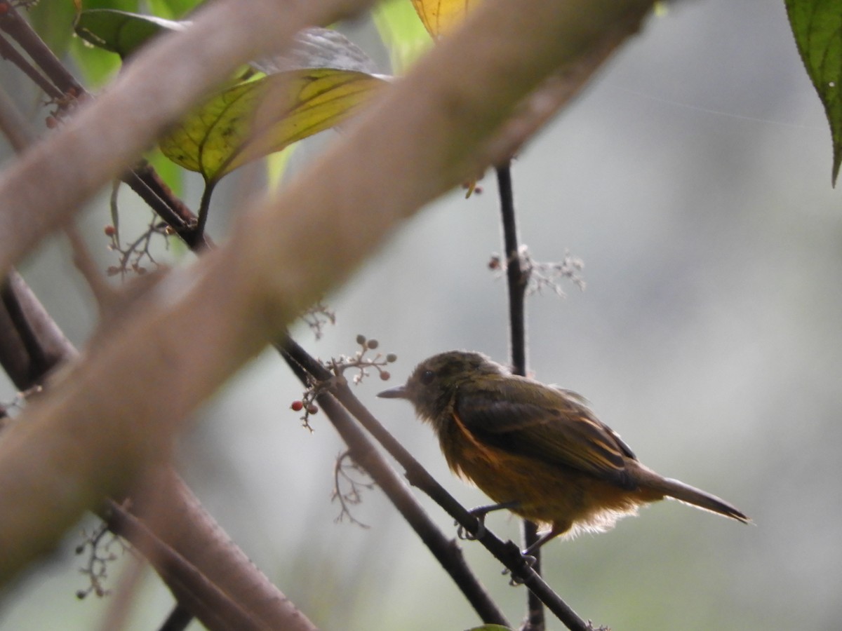 Ochre-bellied Flycatcher - ML151419681