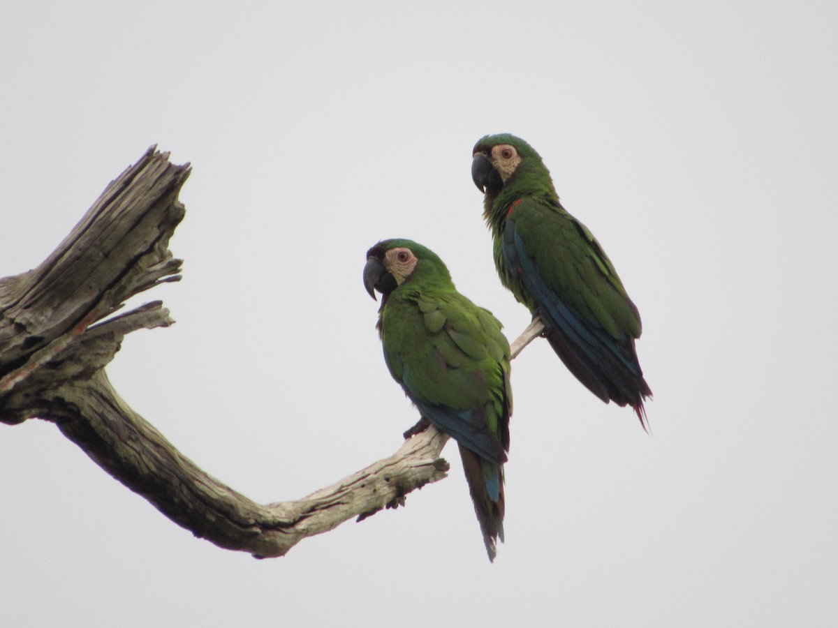 Chestnut-fronted Macaw - ML151420051