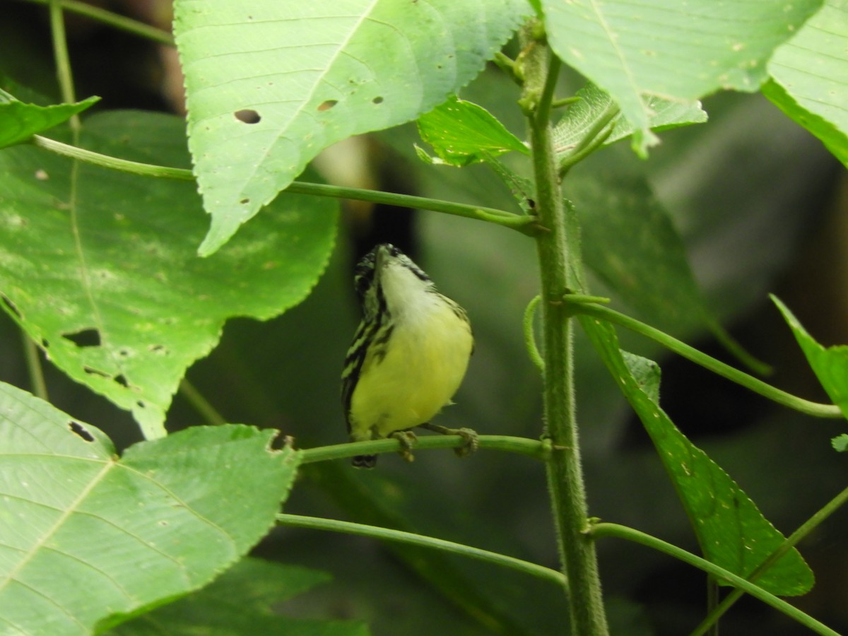 Pygmy Antwren - ML151420641