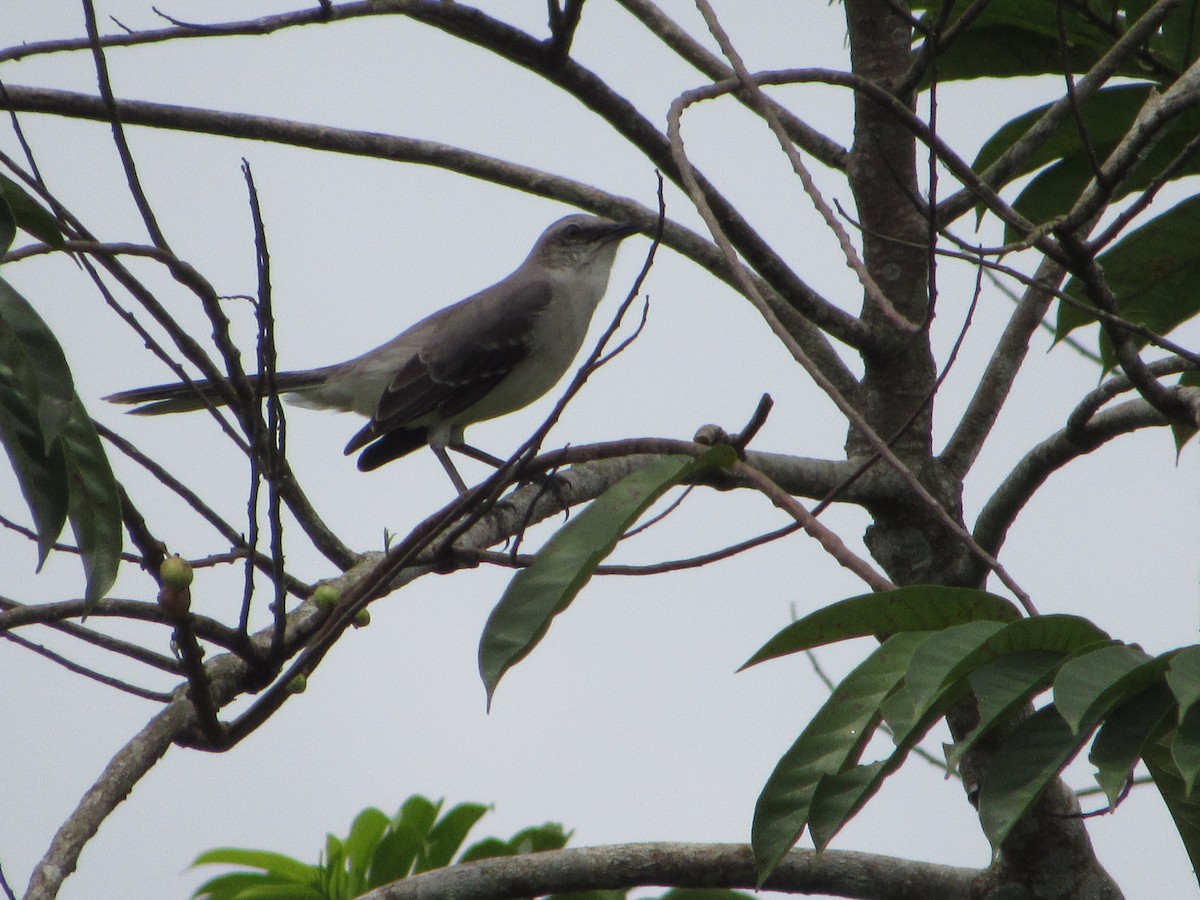 Tropical Mockingbird - Eyiver Oyola Oviedo