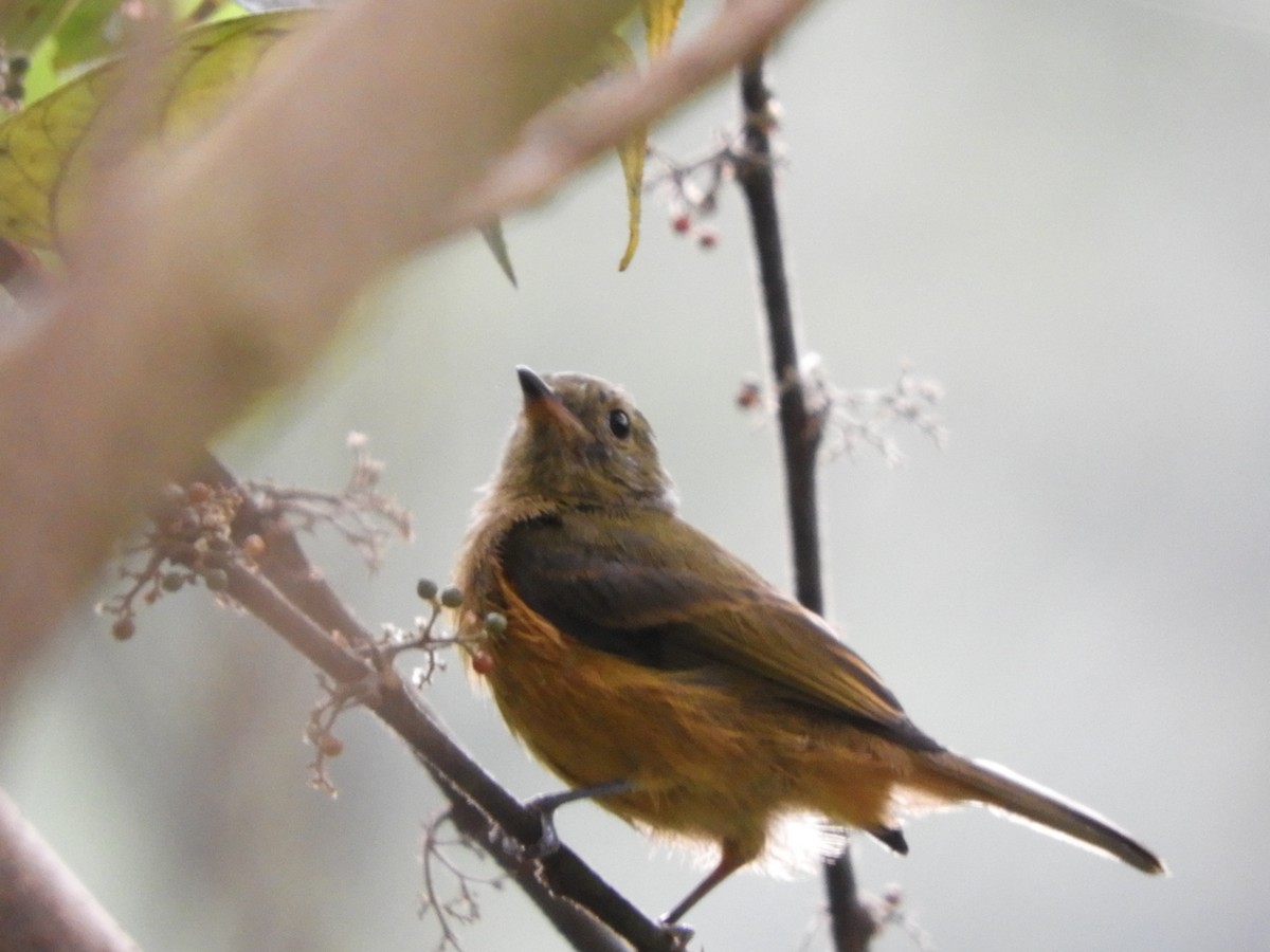 Ochre-bellied Flycatcher - ML151421191