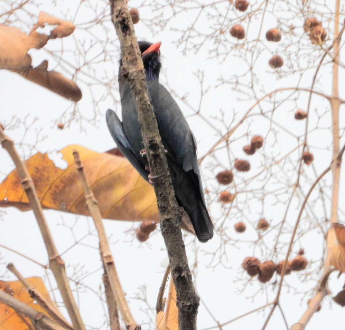 Dollarbird - Kalpesh Gaitonde