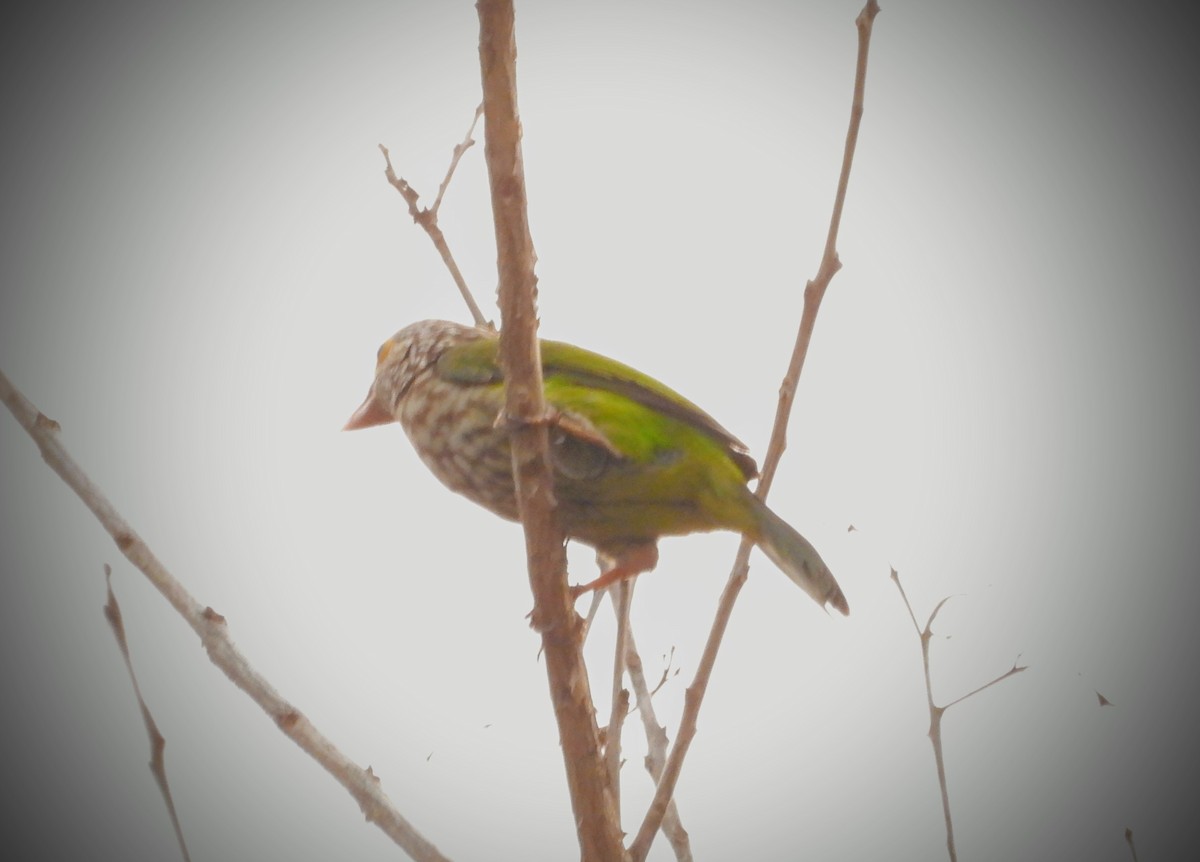 Kırçıllı Barbet - ML151424131