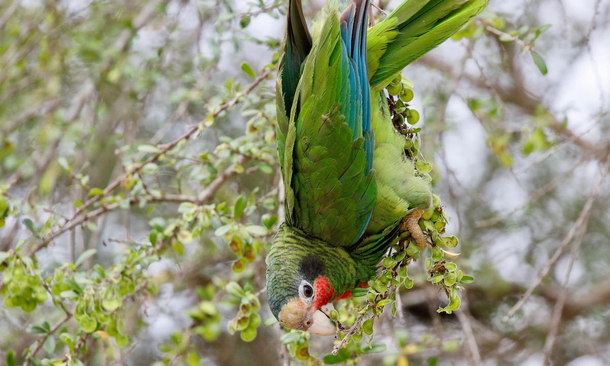 amazoňan kubánský (ssp. caymanensis/hesterna) - ML151425491