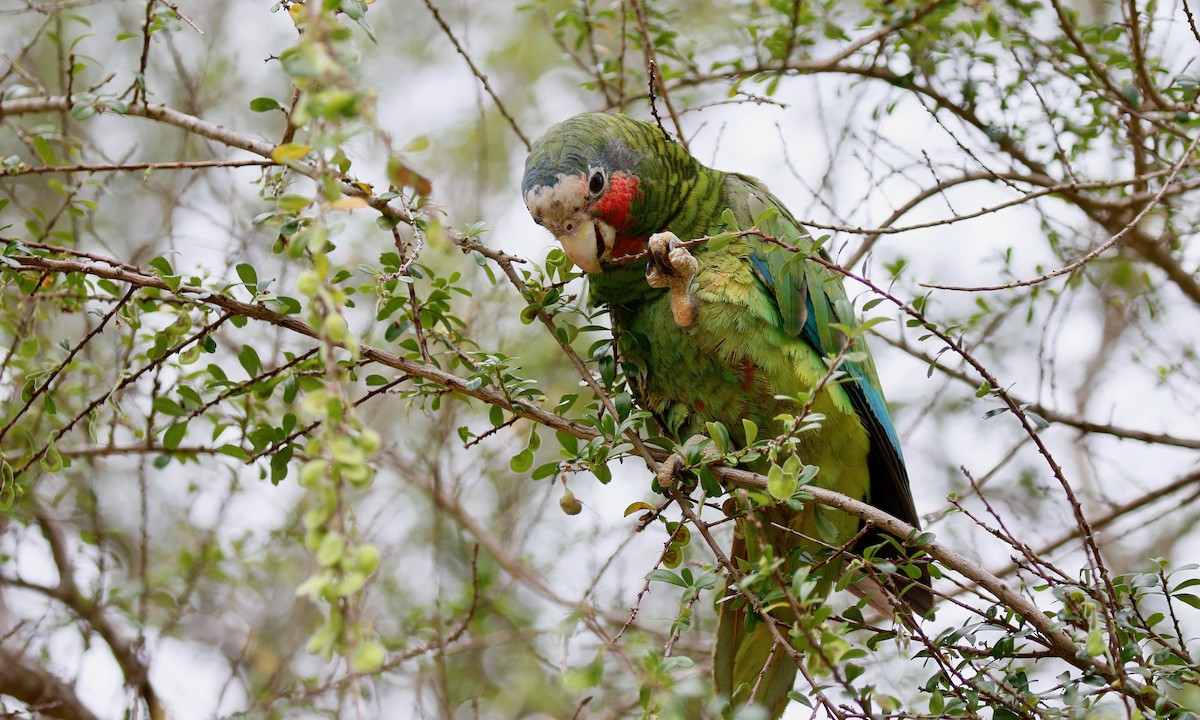 Cuban Parrot (Cayman Is.) - ML151425501