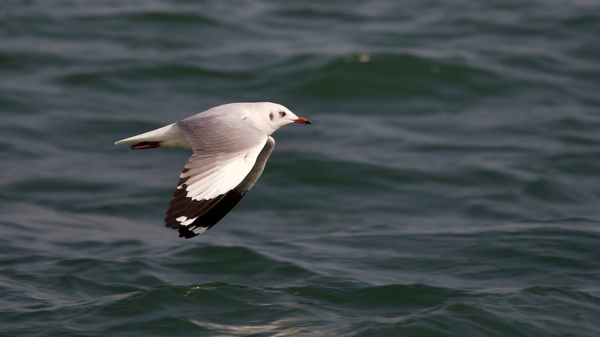 Brown-headed Gull - ML151425861