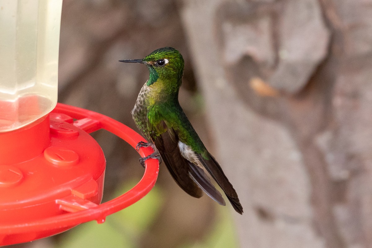 kolibřík dřišťálový - ML151426881