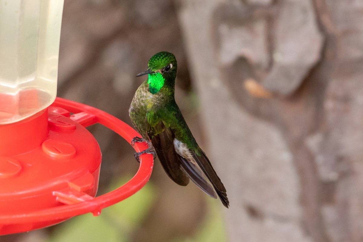 kolibřík dřišťálový - ML151426891