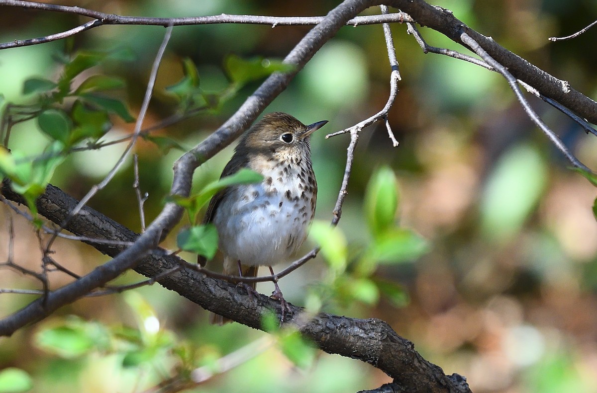 Hermit Thrush - ML151426991