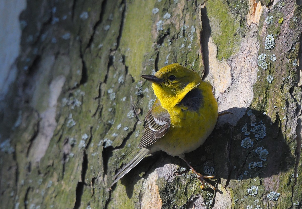 Pine Warbler - Cesar Castillo