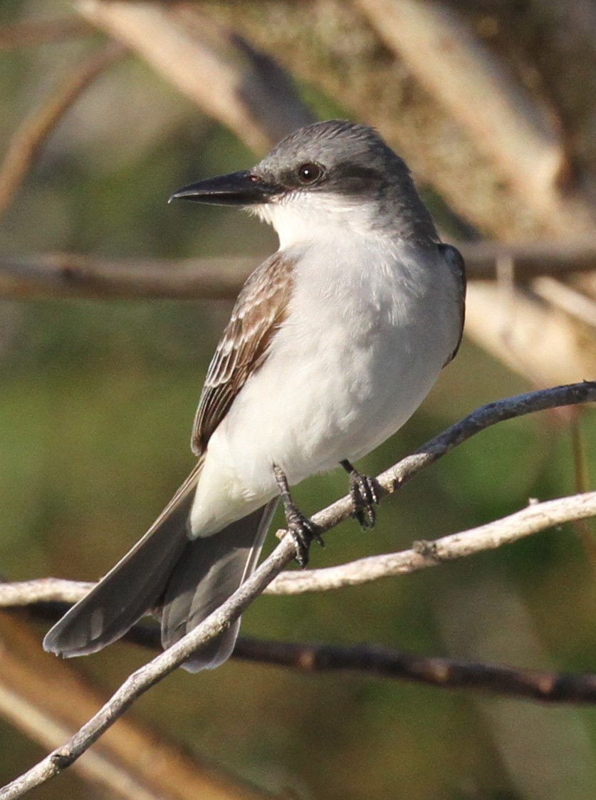 Gray Kingbird - ML151427761